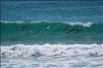 Commerson's Dolphins at Saunders Neck